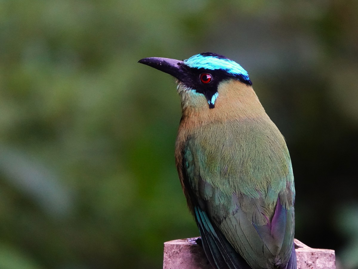 Andean Motmot - ML647349979