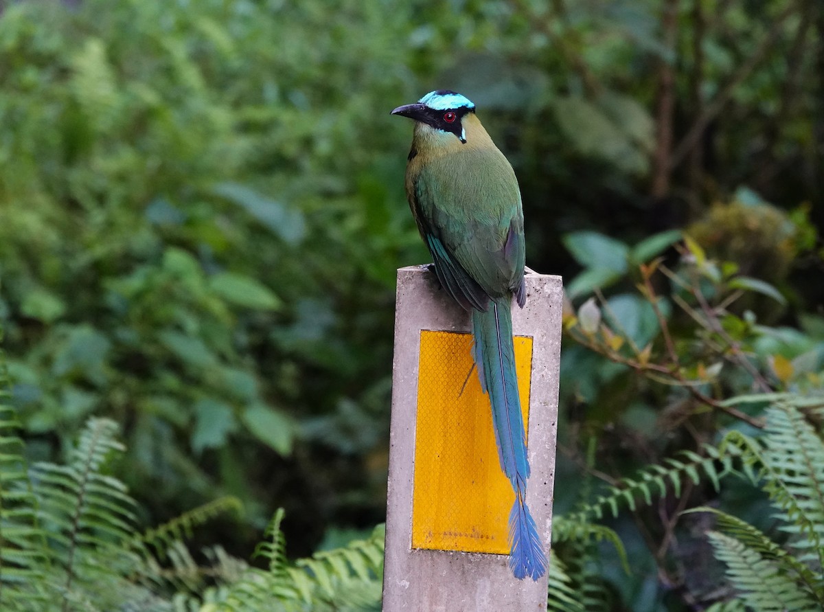 Andean Motmot - ML647349980