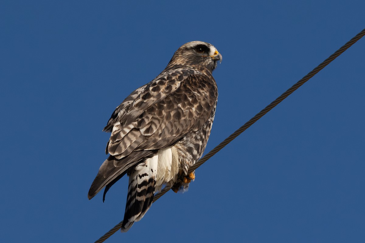 Rough-legged Hawk - ML647349983