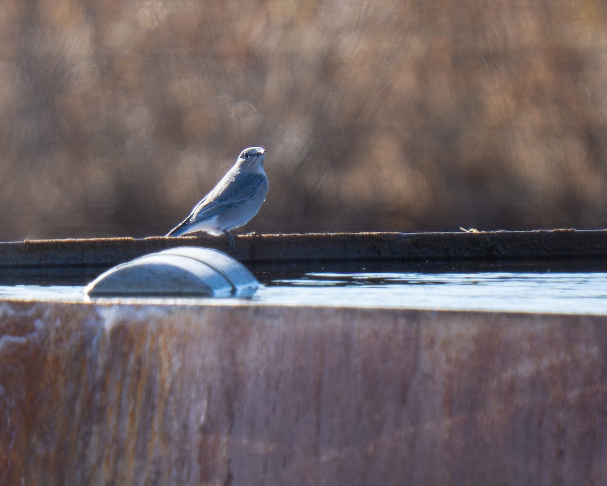 Mountain Bluebird - ML647349985