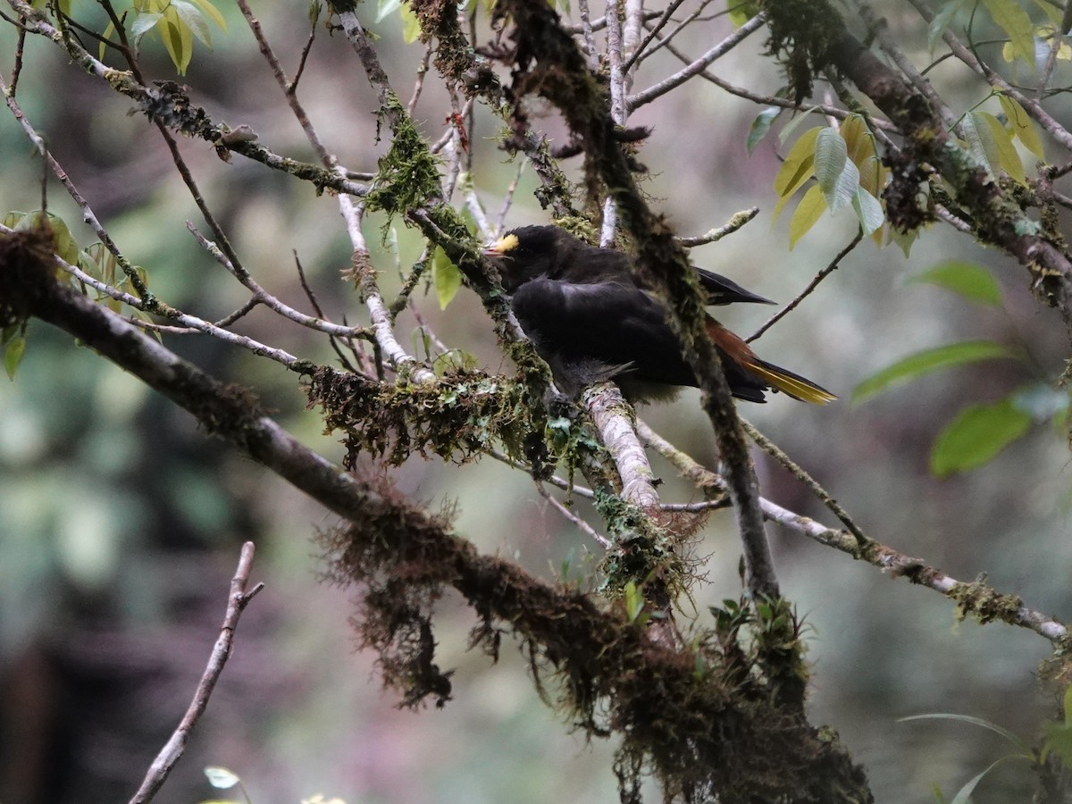 Dusky-green Oropendola - ML647349989