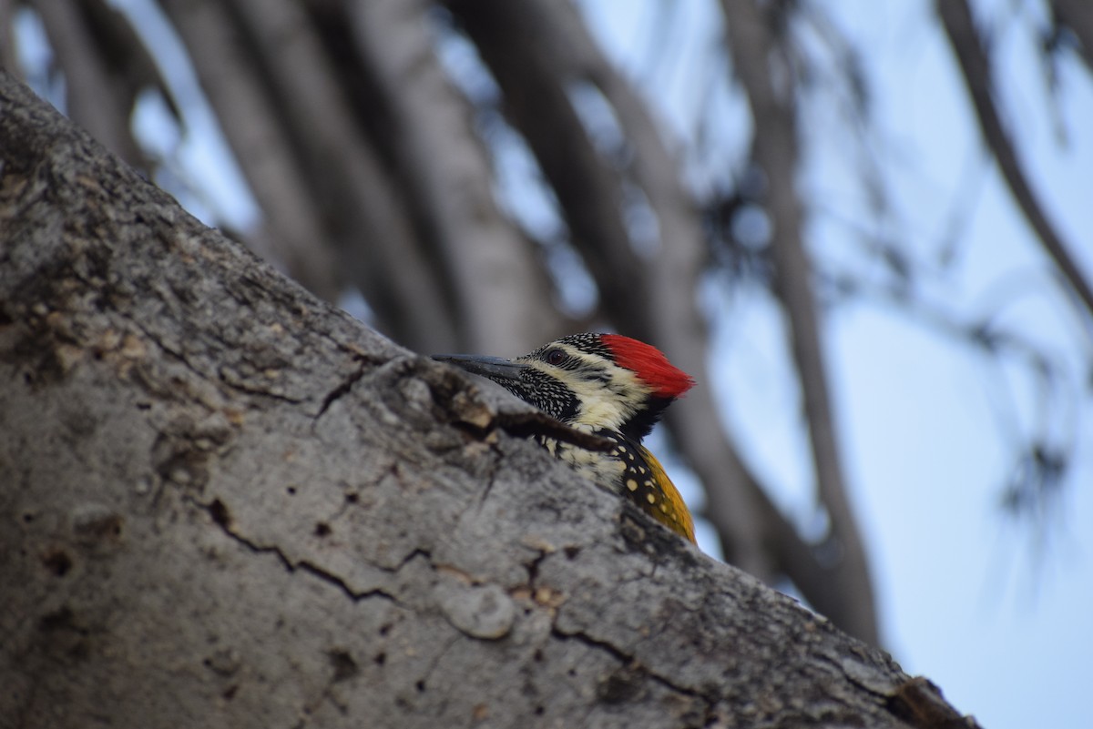 Black-rumped Flameback - ML647349990