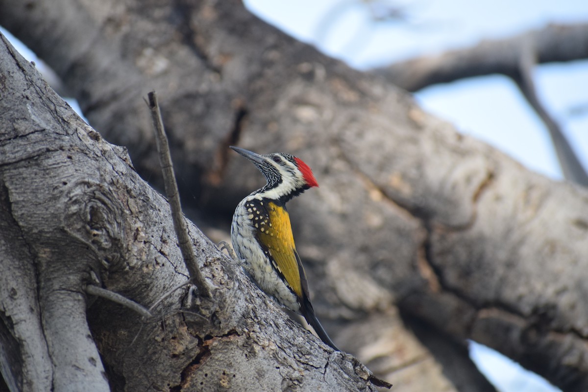 Black-rumped Flameback - ML647349991