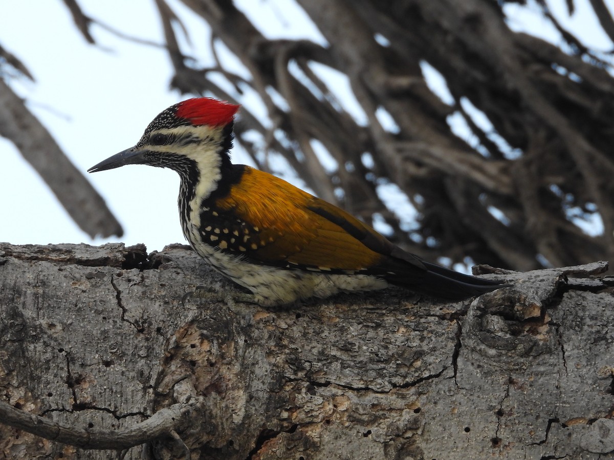 Black-rumped Flameback - ML647349992