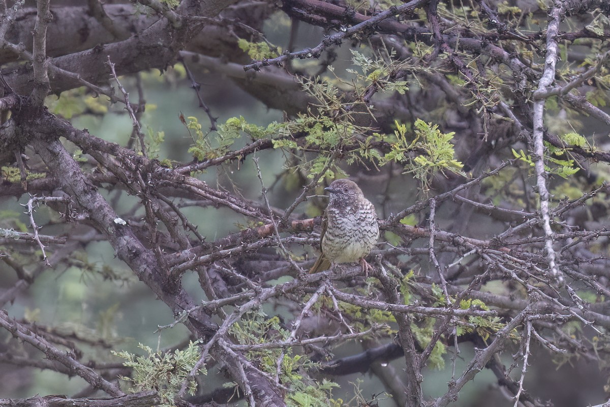 Barred Wren-Warbler - ML647349995
