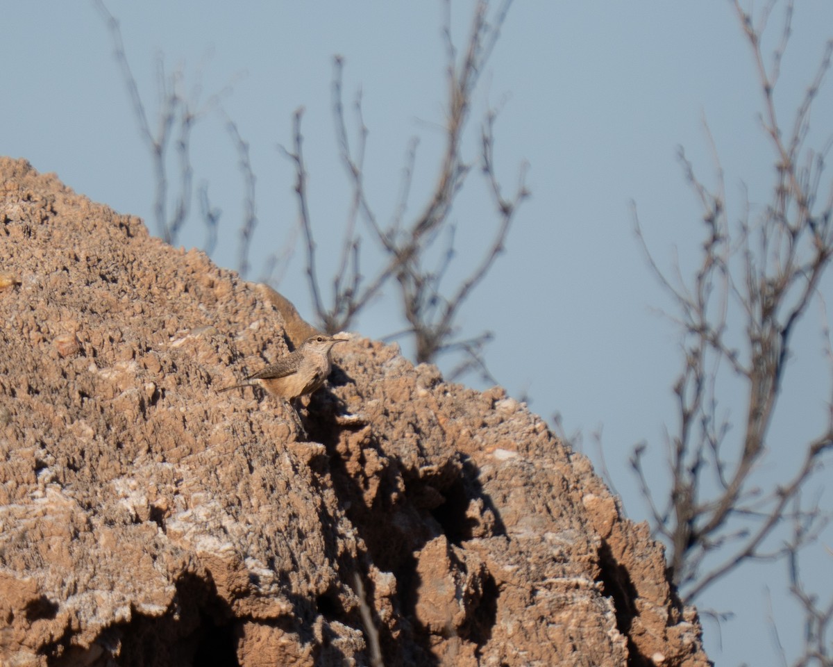 Rock Wren - ML647349997