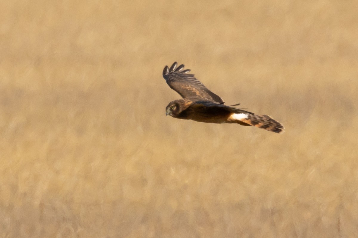 Northern Harrier - ML647349998