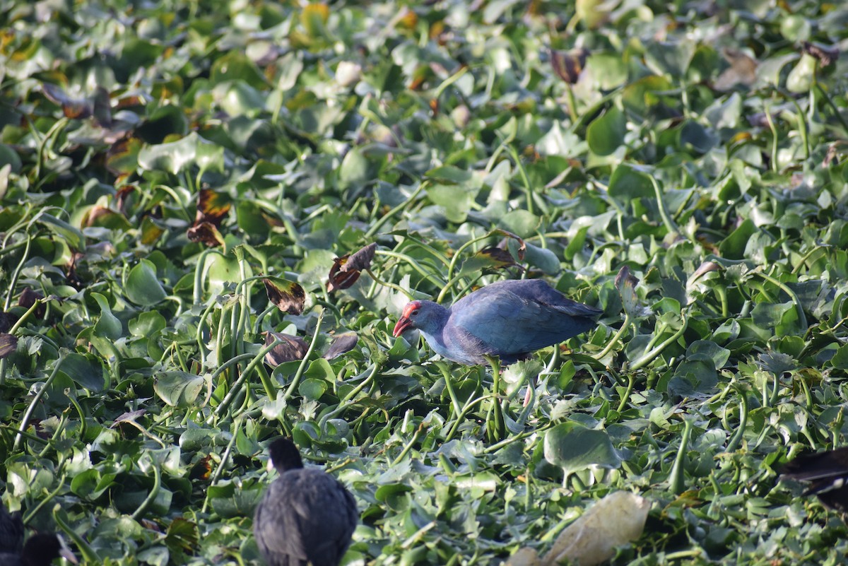 Gray-headed Swamphen - ML647350000