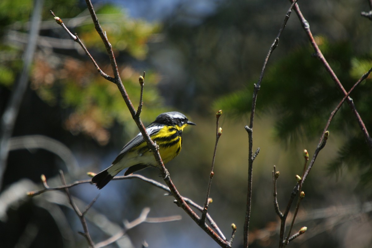 Magnolia Warbler - ML647350001