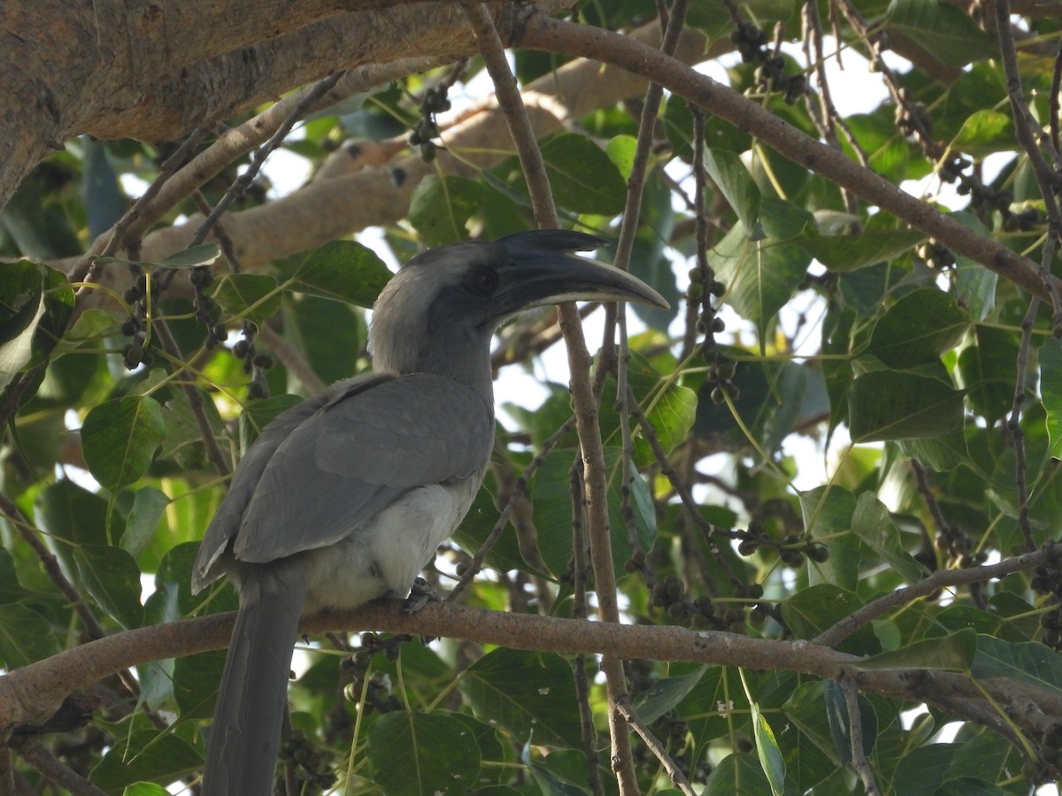 Indian Gray Hornbill - ML647350002