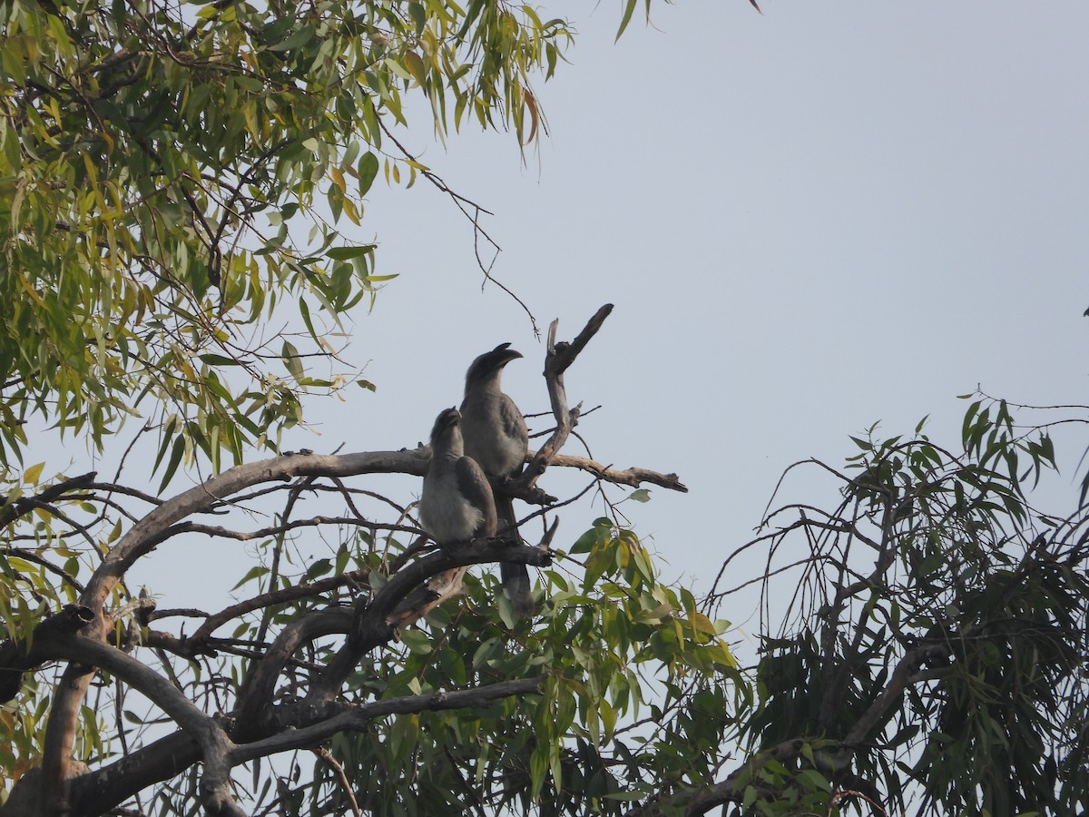 Indian Gray Hornbill - ML647350003