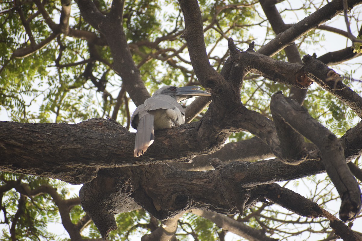 Indian Gray Hornbill - ML647350005
