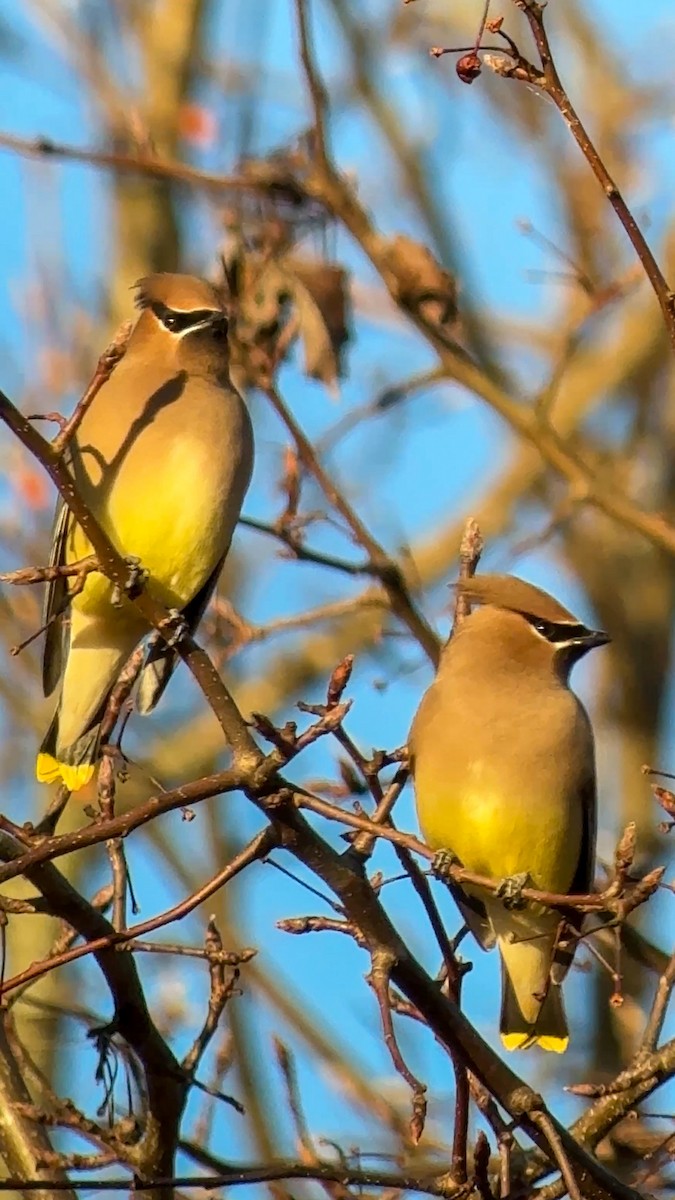 Cedar Waxwing - ML647350006
