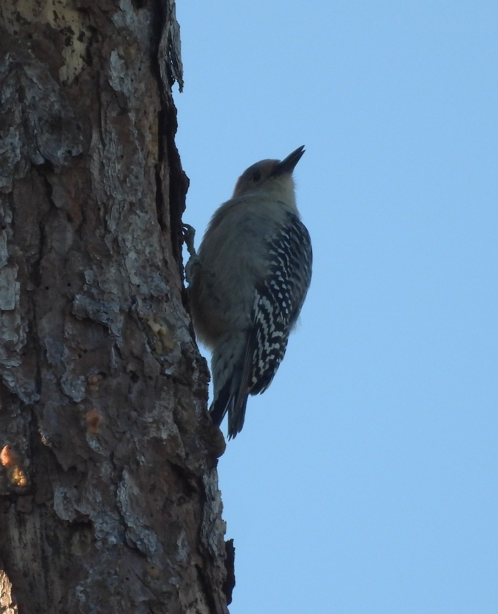 Red-bellied Woodpecker - ML647350007