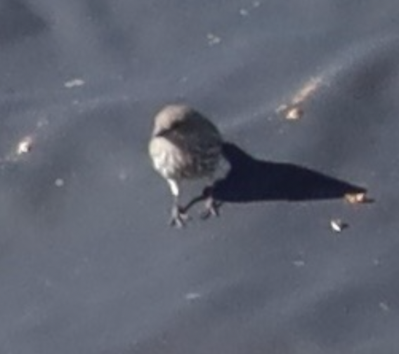 House Finch - ML647350008