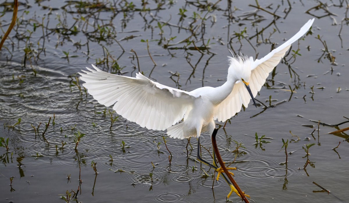 Snowy Egret - ML647350009