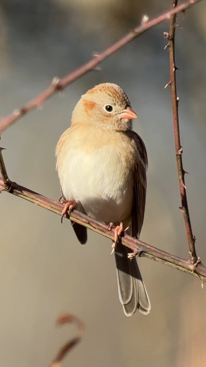 Field Sparrow - ML647350010