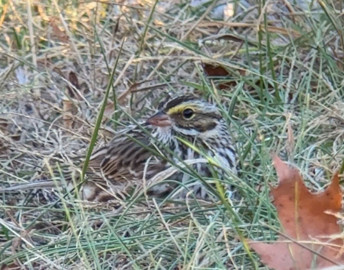 Savannah Sparrow - ML647350011