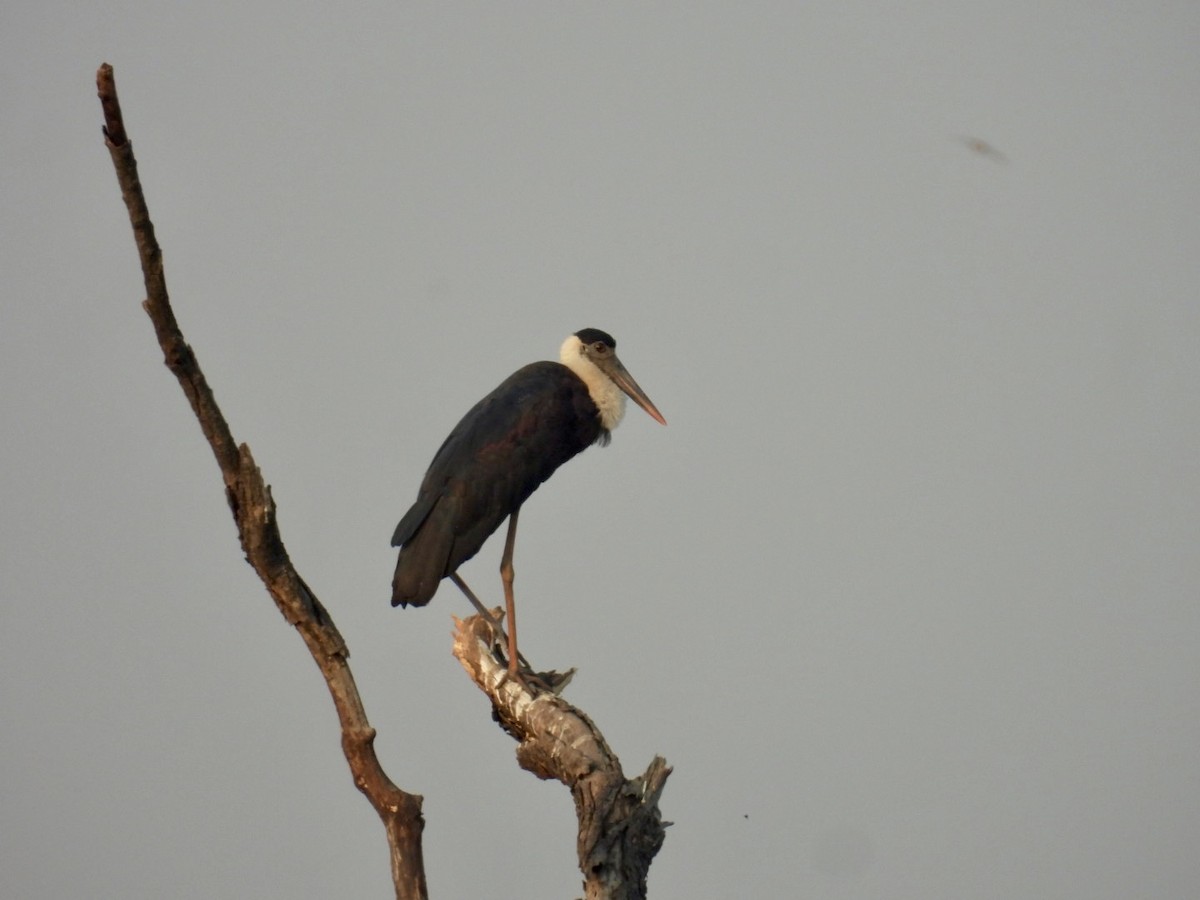 Asian Woolly-necked Stork - ML647350012