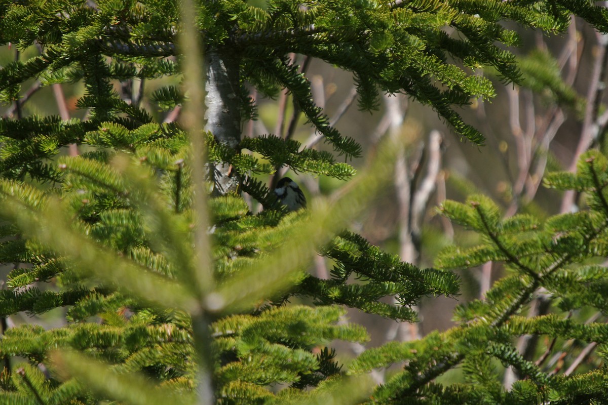 Blackpoll Warbler - ML647350015