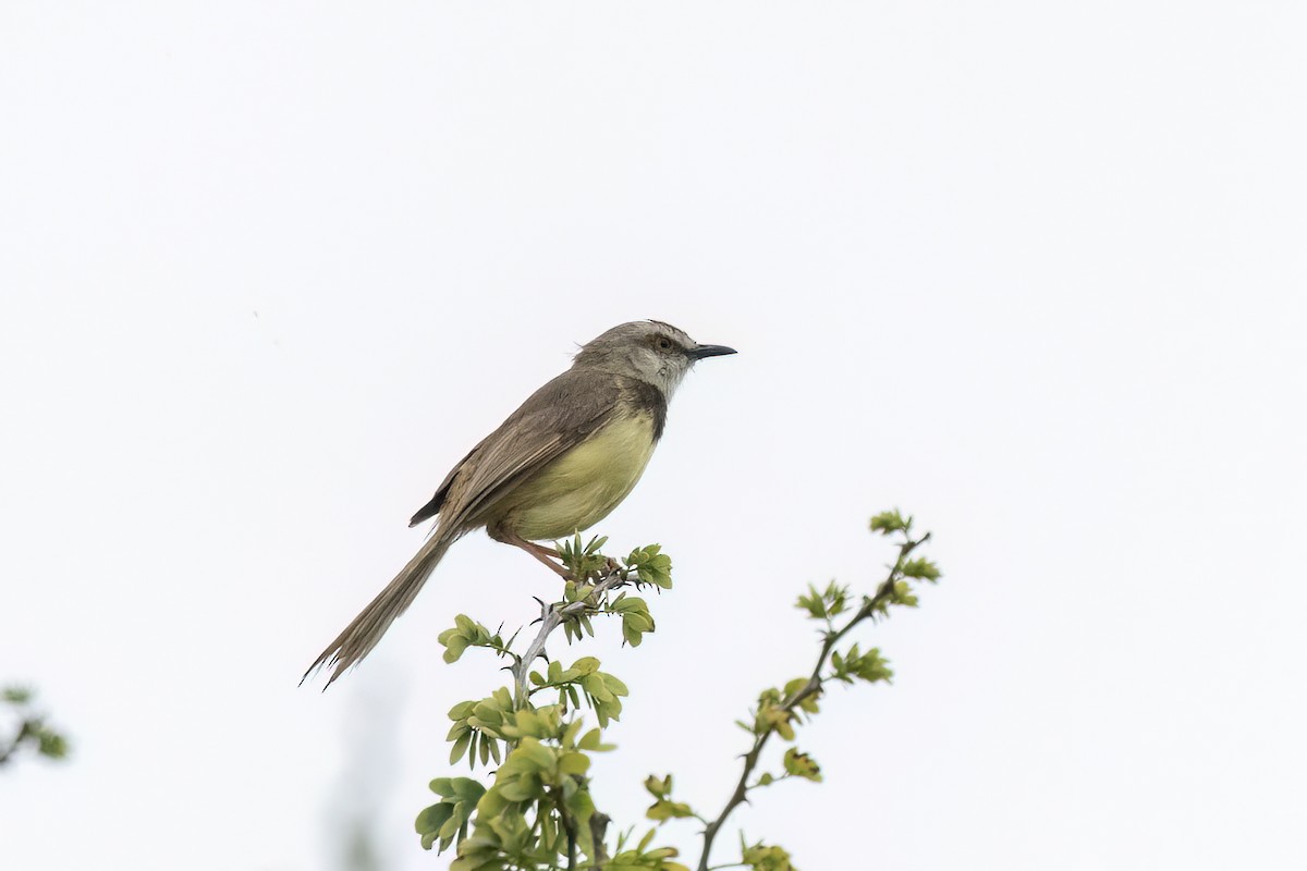 Black-chested Prinia - ML647350018