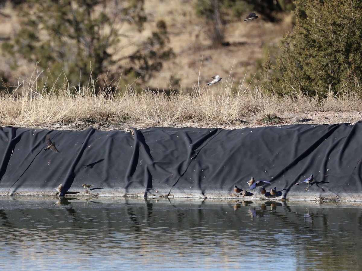 Western Bluebird - ML647350019