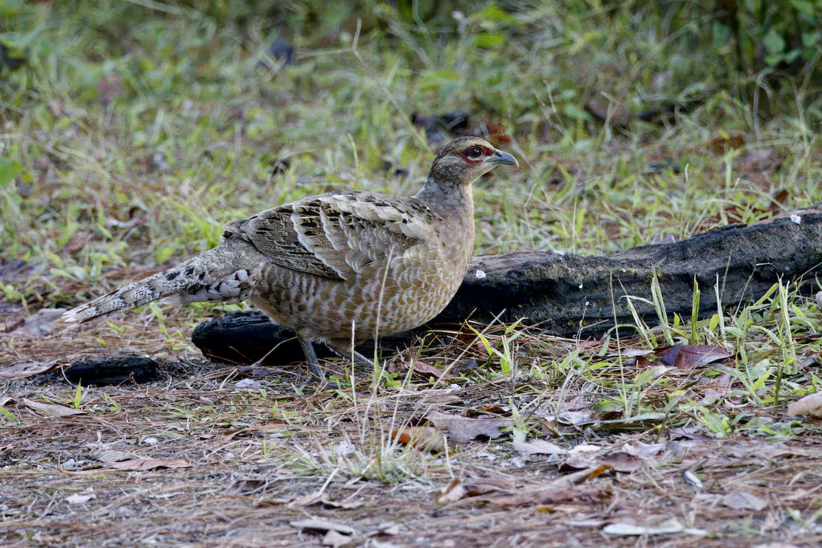 Mrs. Hume's Pheasant - ML647350020