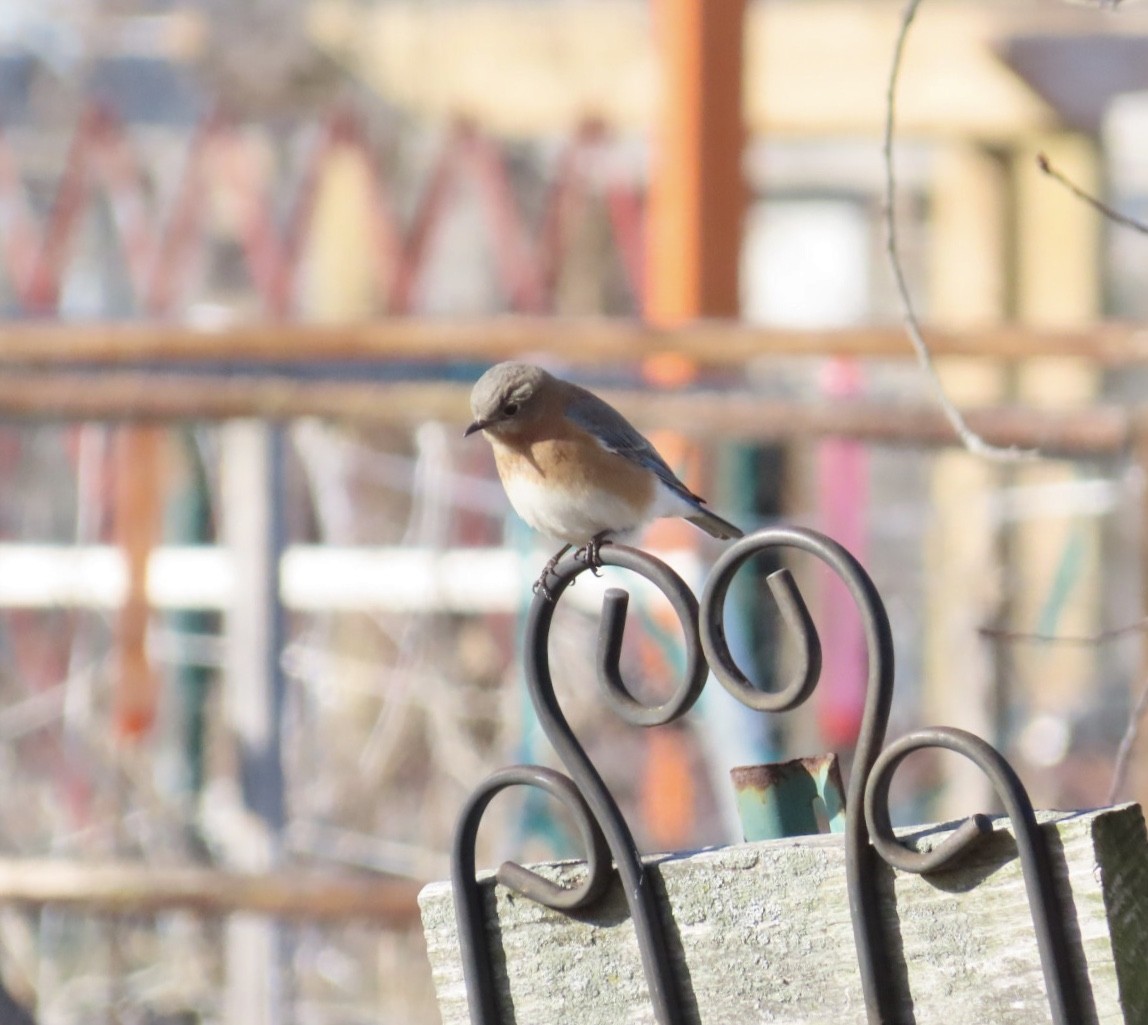Eastern Bluebird - ML647350021