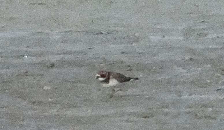 Sandregenpfeifer - ML647350032