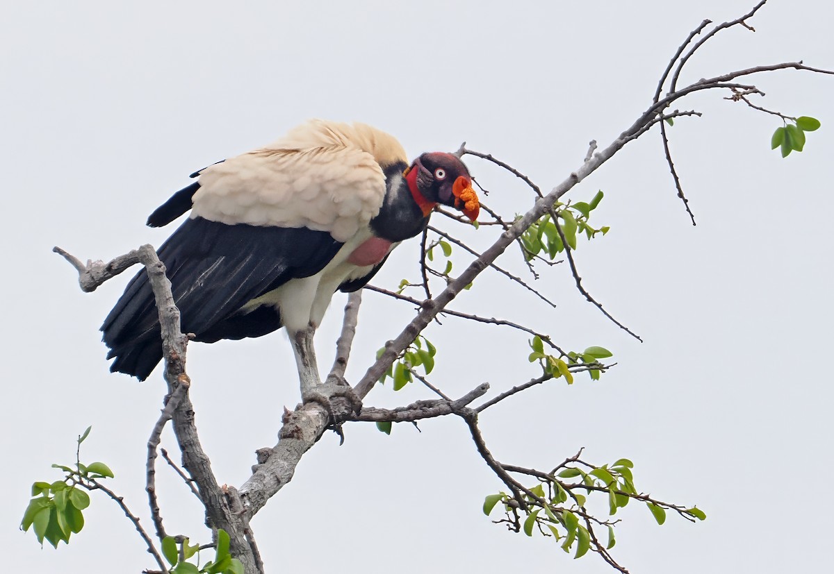 King Vulture - ML647350034