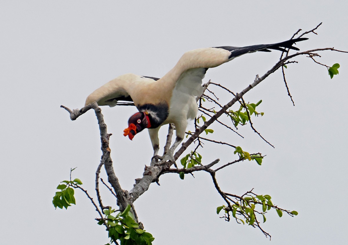 King Vulture - ML647350035