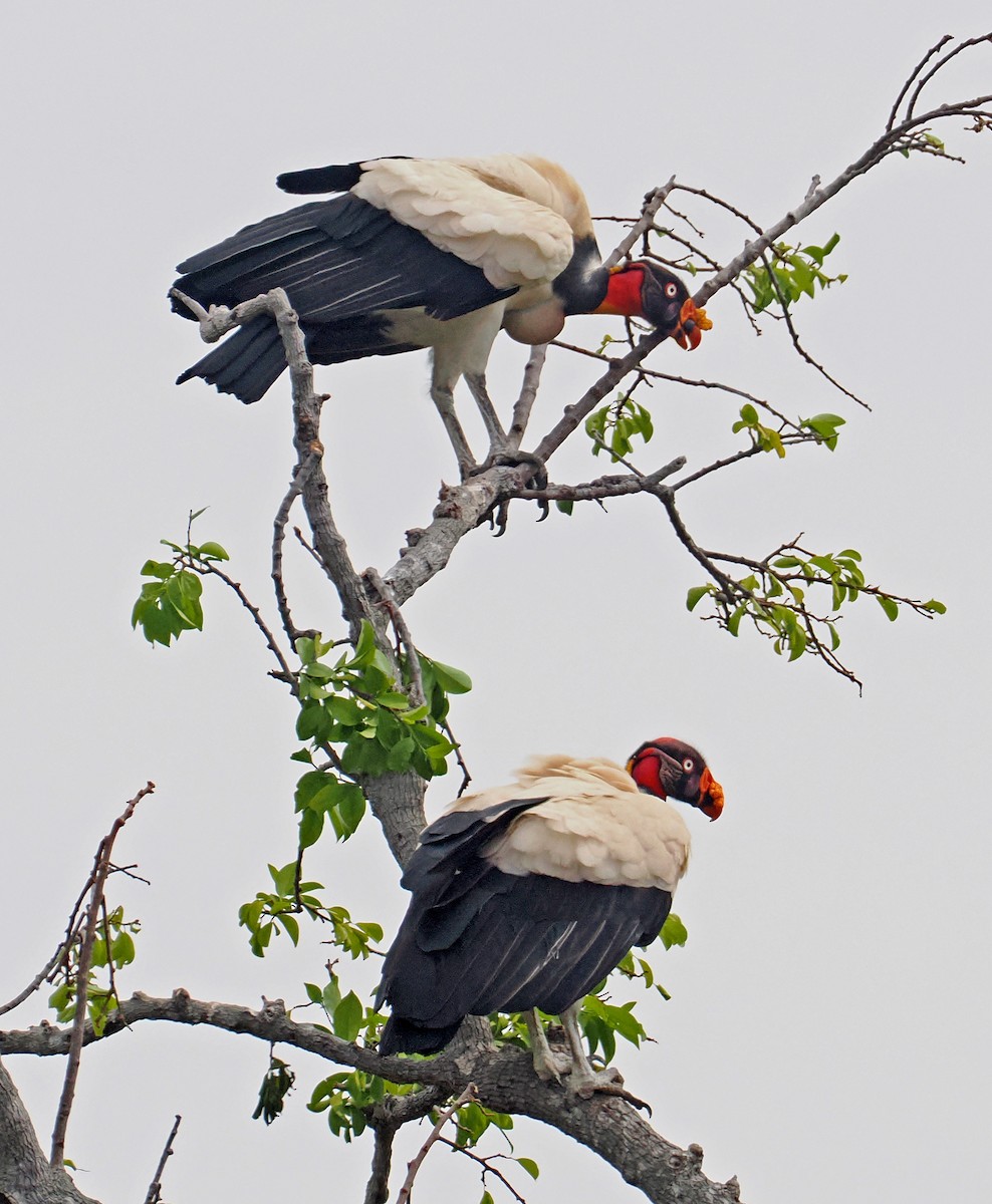 King Vulture - ML647350036