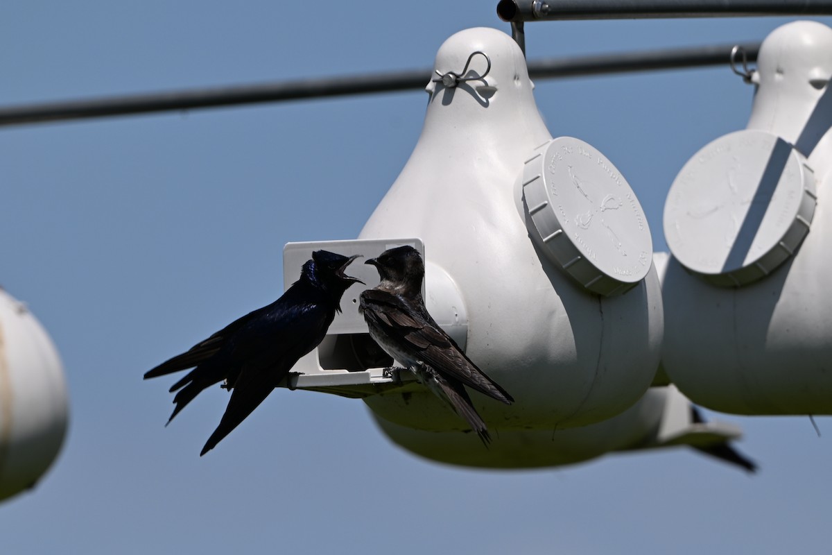 Purple Martin - ML647350037