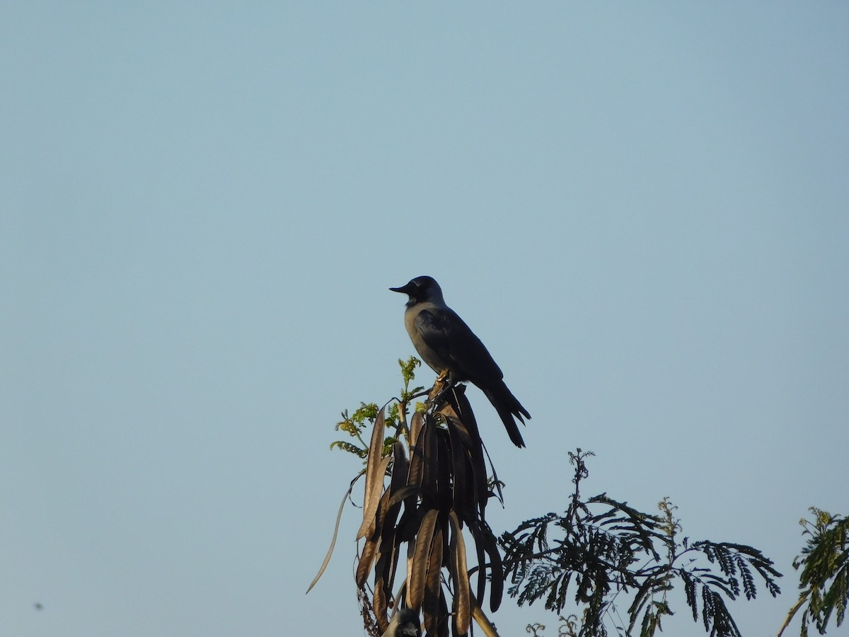 Ворона індійська - ML647350051