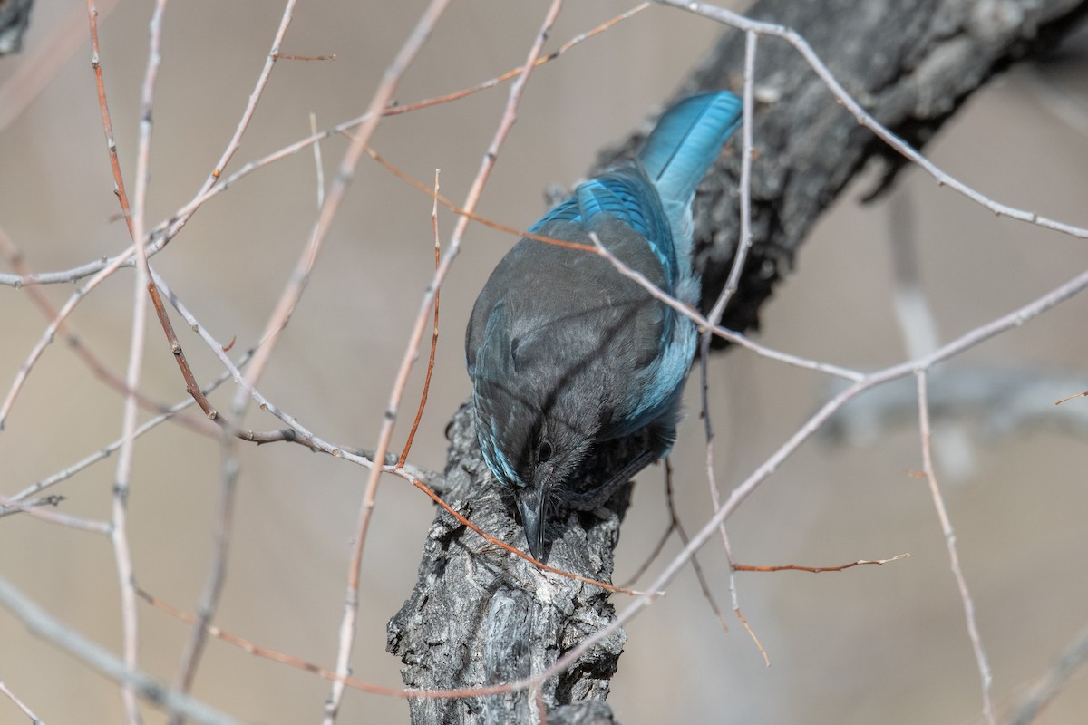 Steller's Jay - ML647350063