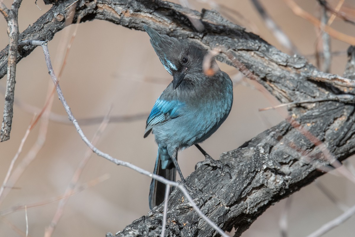 Steller's Jay - ML647350064