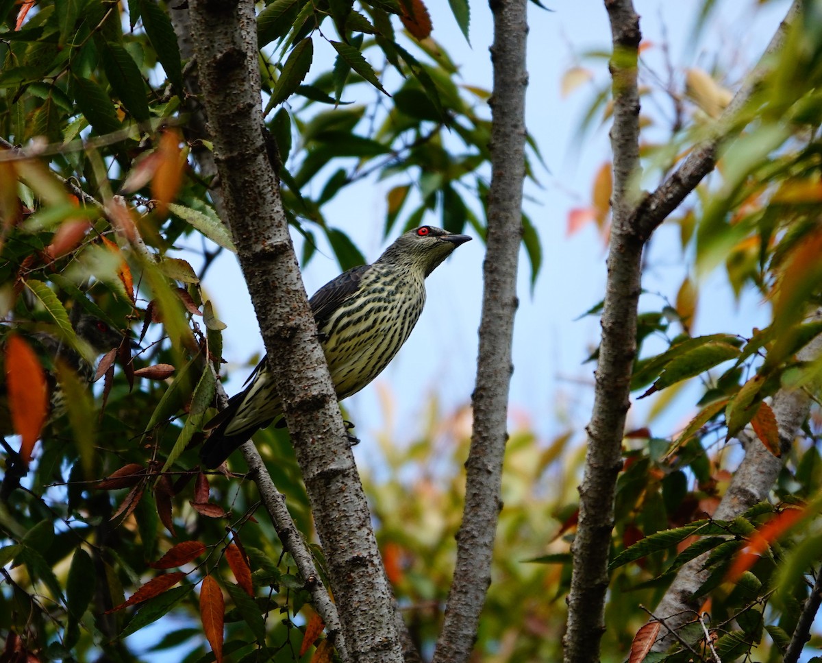 Красноглазый скворец - ML647350069