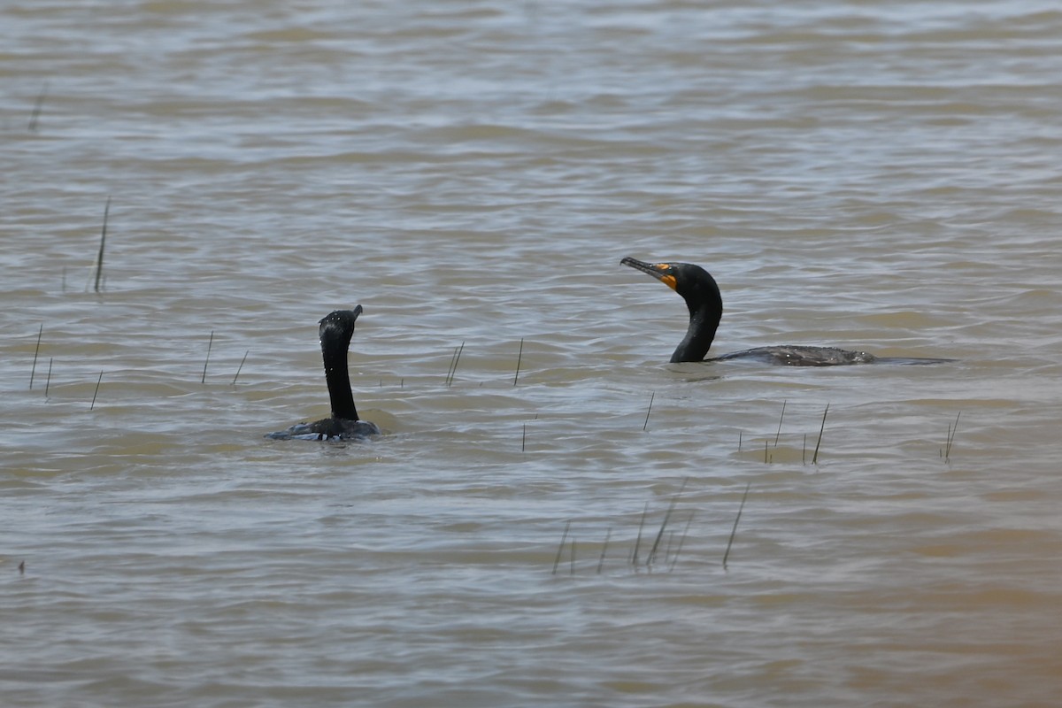 Double-crested Cormorant - ML647350073