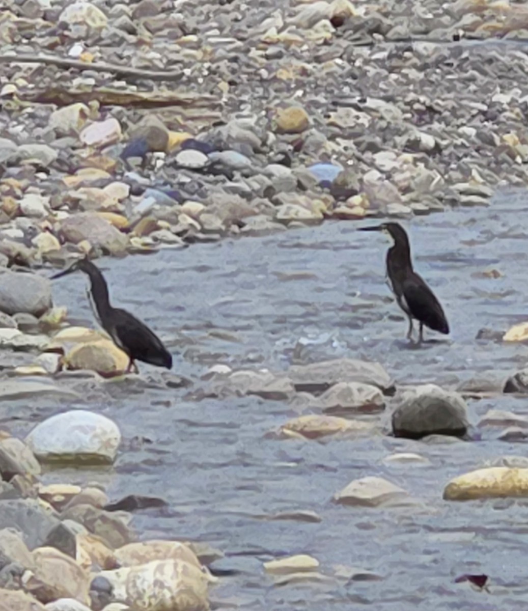Fasciated Tiger-Heron - ML647350085