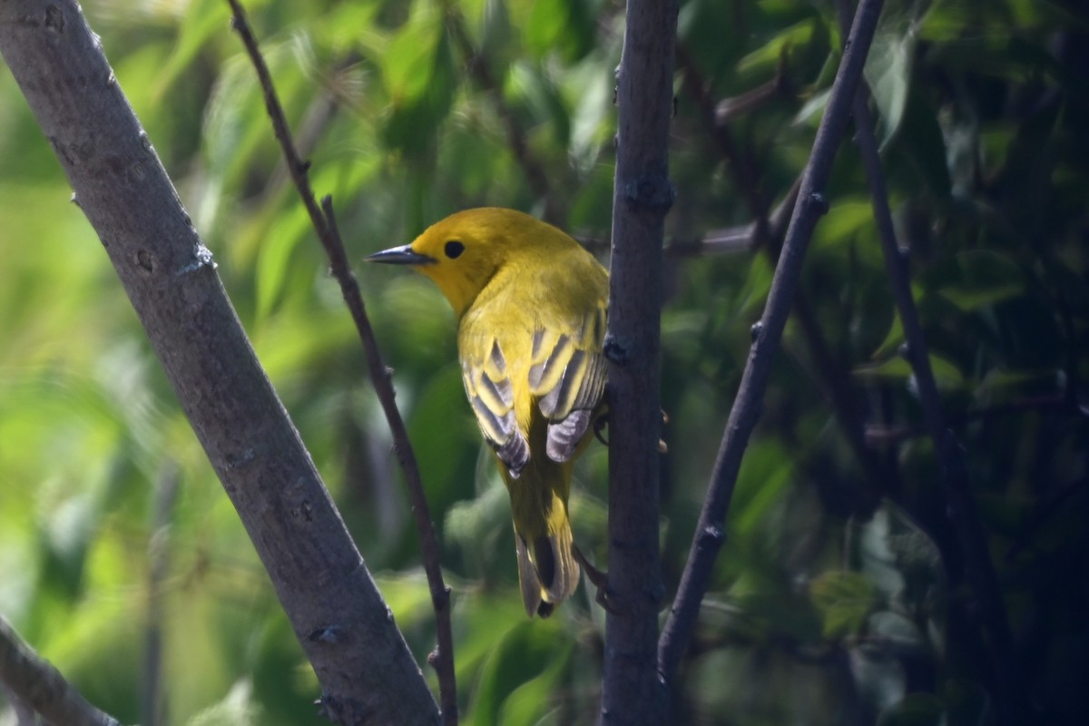 Northern Yellow Warbler - ML647350094