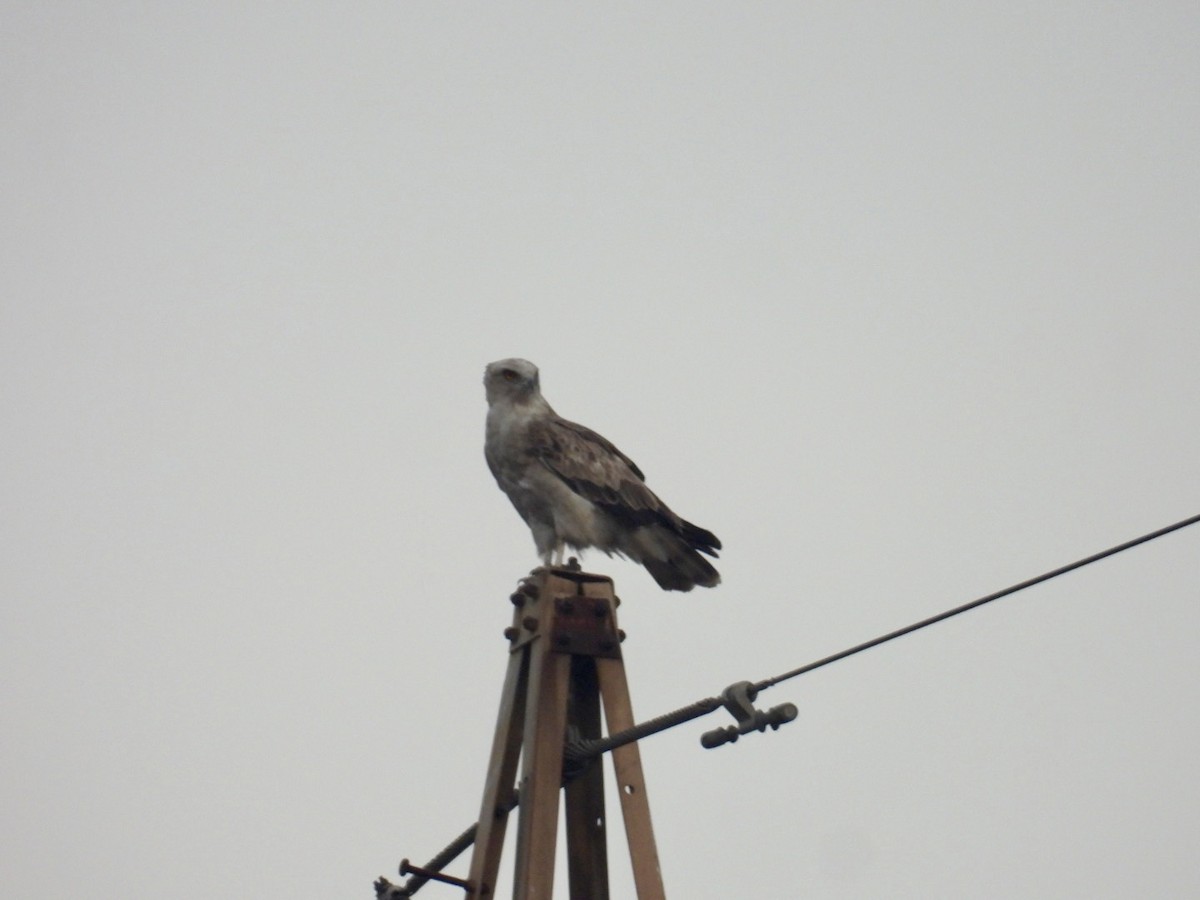 Short-toed Snake-Eagle - ML647350107