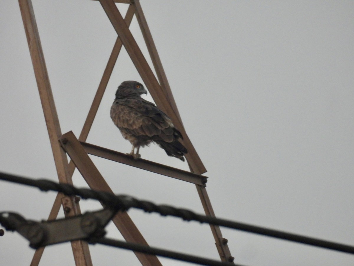 Short-toed Snake-Eagle - ML647350108