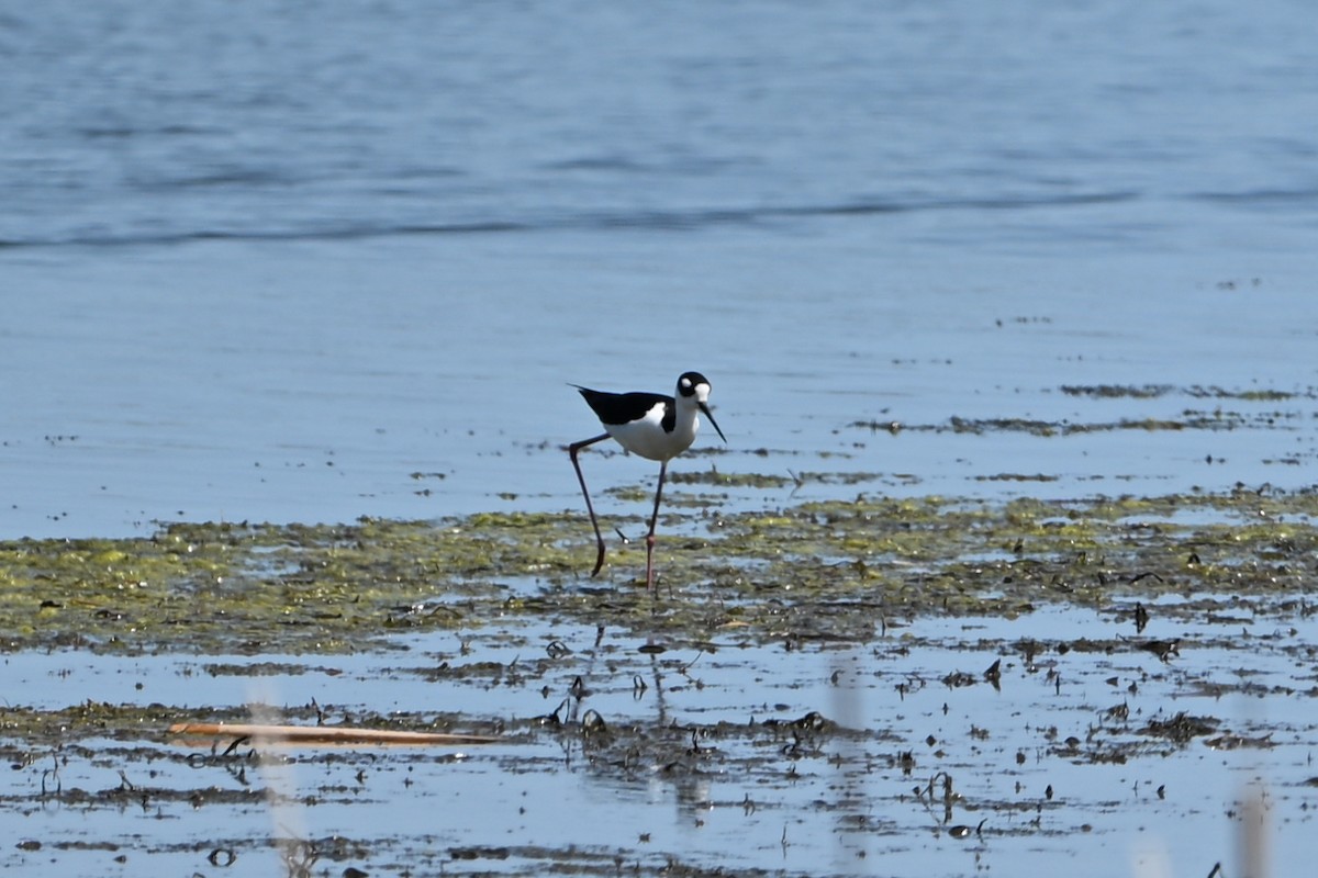 Black-necked Stilt - ML647350114