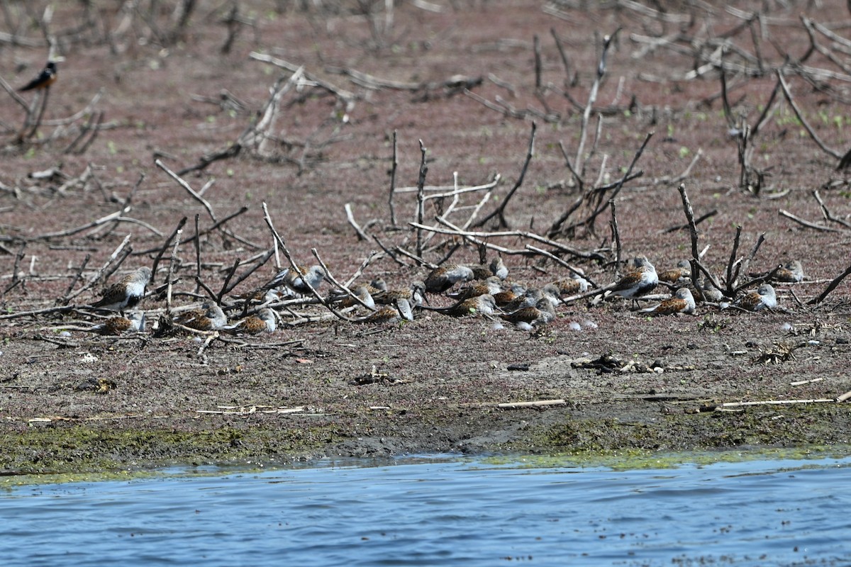 Dunlin - ML647350117