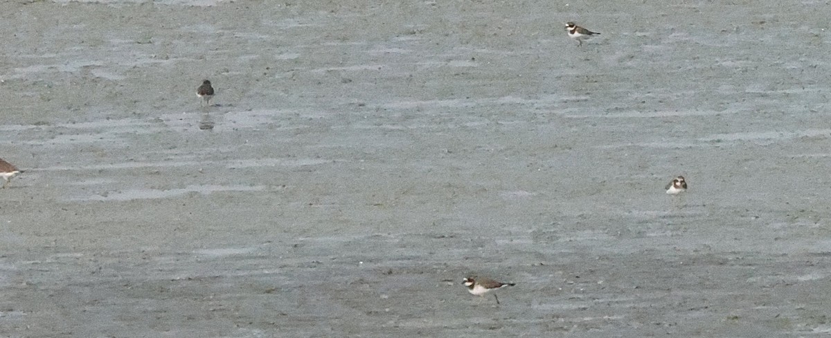 Sandregenpfeifer - ML647350118