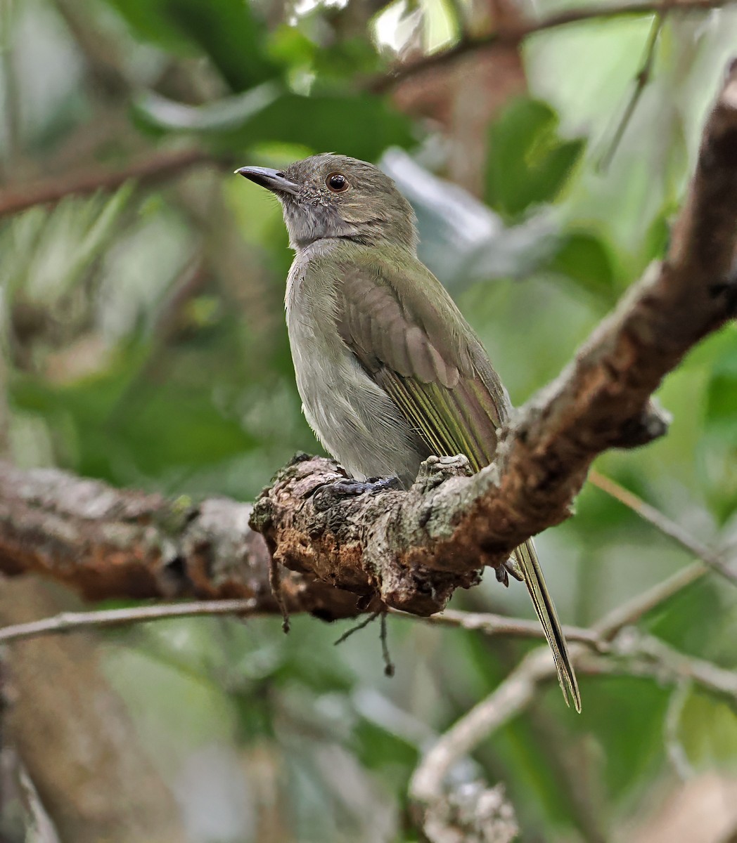 Pale-bellied Tyrant-Manakin - ML647350129