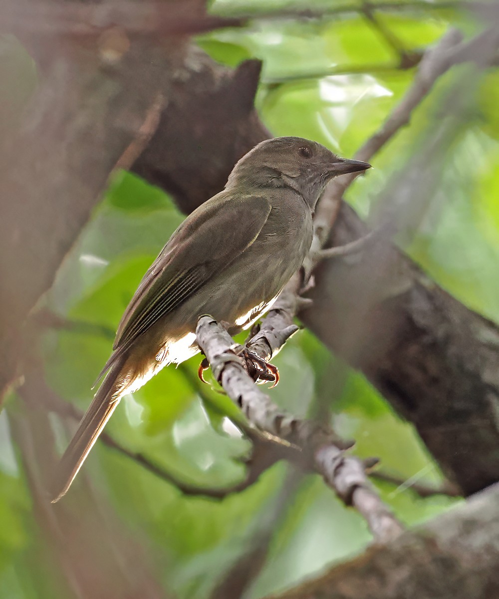 Pale-bellied Tyrant-Manakin - ML647350130