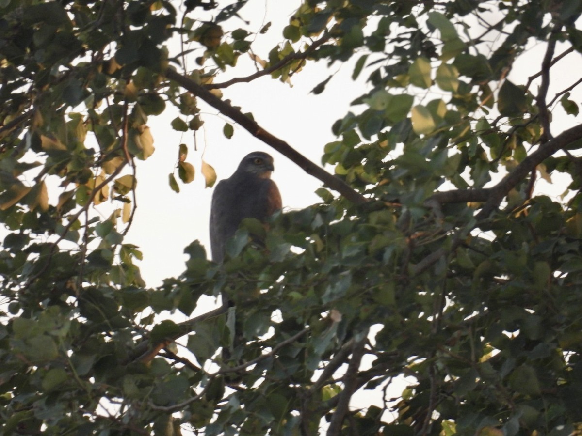 Eurasian Sparrowhawk - ML647350133