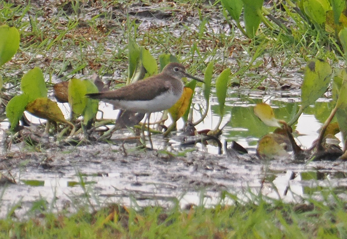Solitary Sandpiper - ML647350137