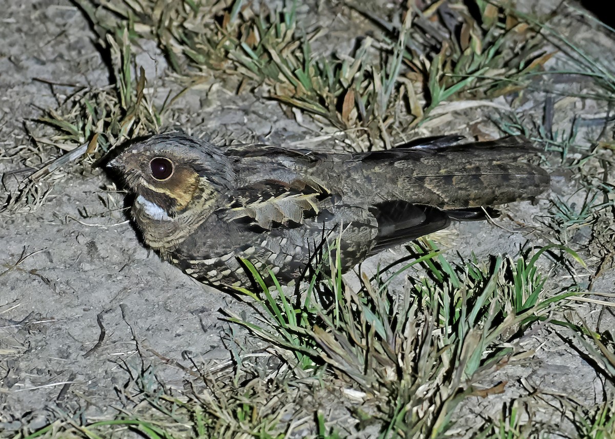 pauraquenattravn - ML647350144